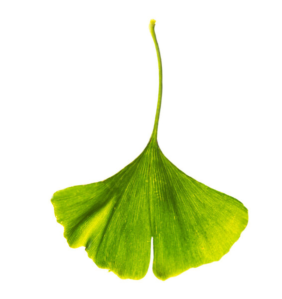 Green ginkgo biloba