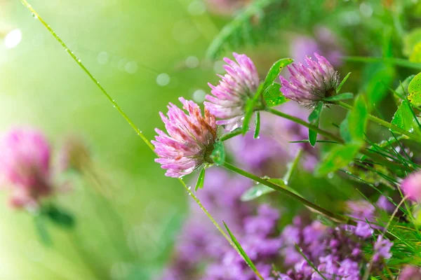 Vackra blommor bakgrund. — Stockfoto