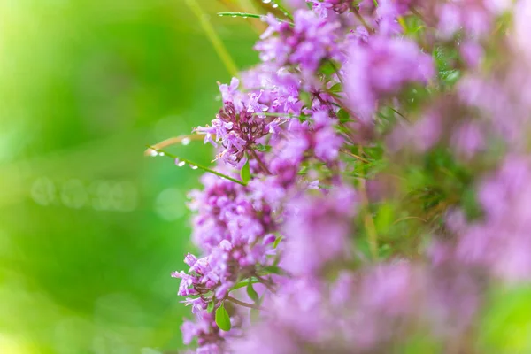 Mooie bloemen achtergrond. — Stockfoto