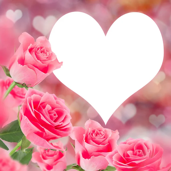 Pink roses background — Stock Photo, Image