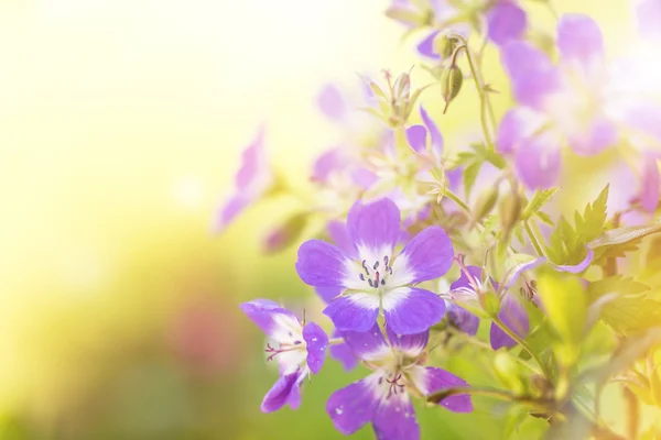 Gyönyörű virágok háttér. — Stock Fotó