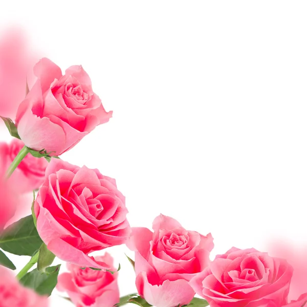 Fondo rosas rosadas — Foto de Stock
