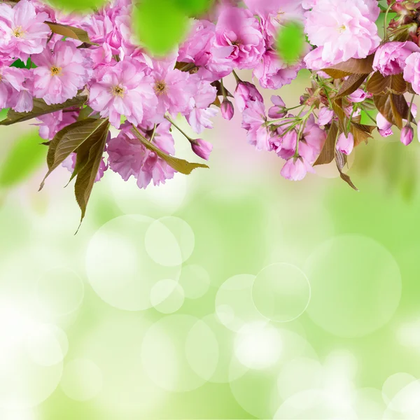 Våren blommar bakgrund — Stockfoto