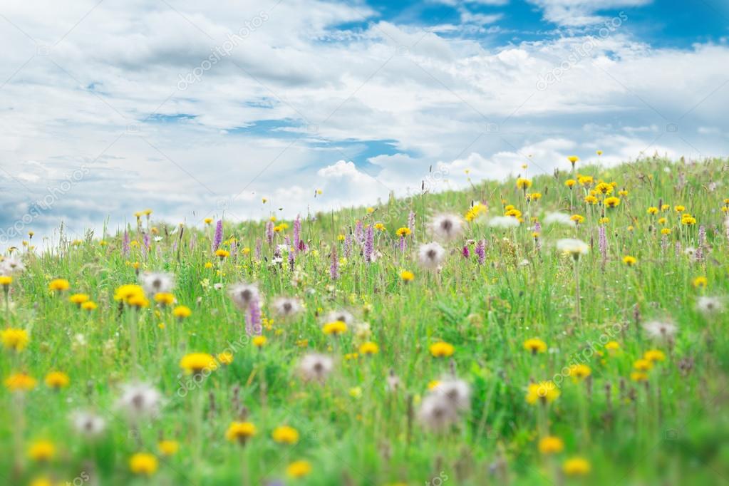 Mountain meadow