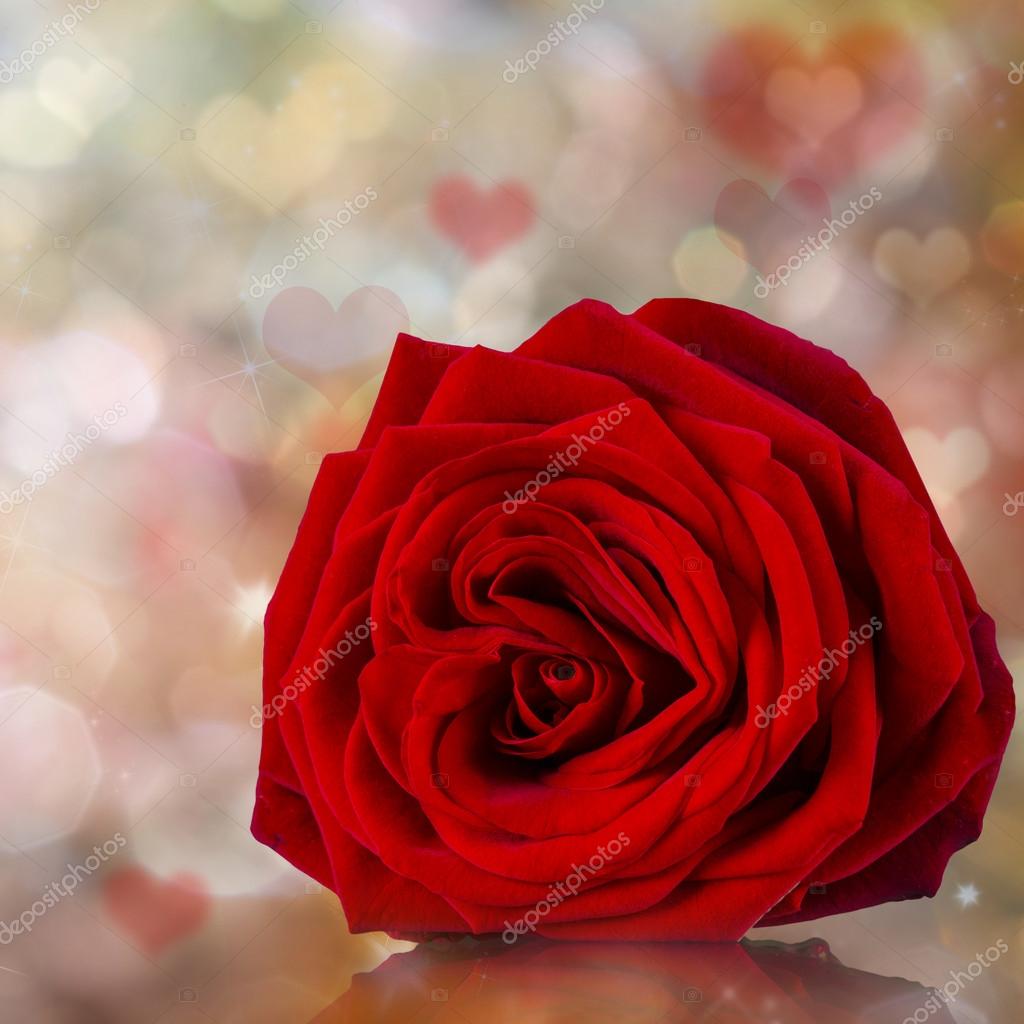 Natural red roses background — Stock Photo © Kesu01 #63831067