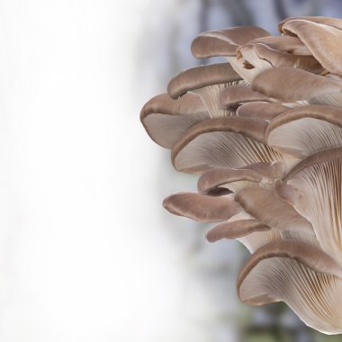 İstiridye mantar, yakın çekim.