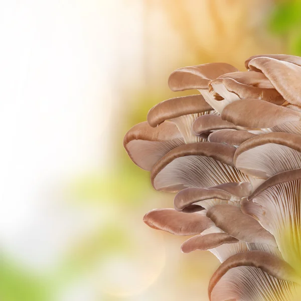 Ostronskivling, närbild. — Stockfoto