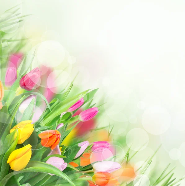Tulpen over wazig groene achtergrond — Stockfoto