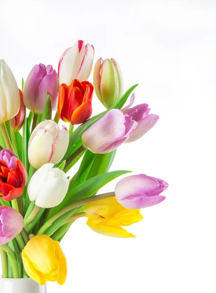 Tulipes sur fond blanc — Photo