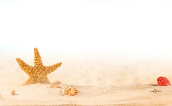 Summer coconut cocktail on the beach — Stock Photo, Image