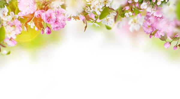 Spring blossoms background