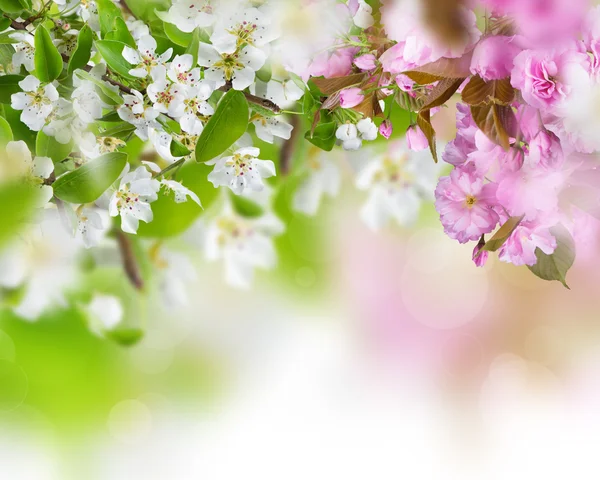 Primavera flores fundo — Fotografia de Stock