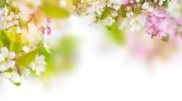 Spring blossoms background — Stock Photo, Image