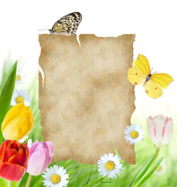 laleler eski boş kağıt ile