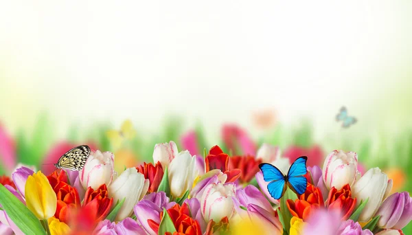 Tulips over blurred green background — Stock Photo, Image