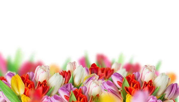 Tulips over blurred green background — Stock Photo, Image