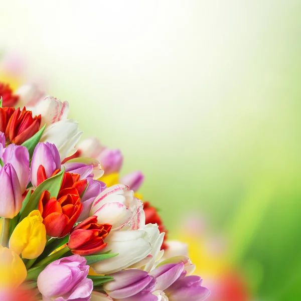 Tulpen over wazig groene achtergrond — Stockfoto