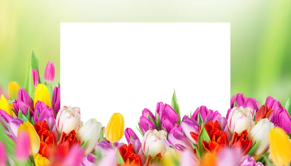 Tulpen auf verschwommenem grünem Hintergrund — Stockfoto