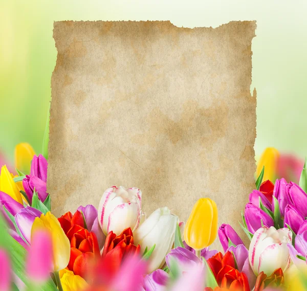 Tulips with old blank paper — Stock Photo, Image
