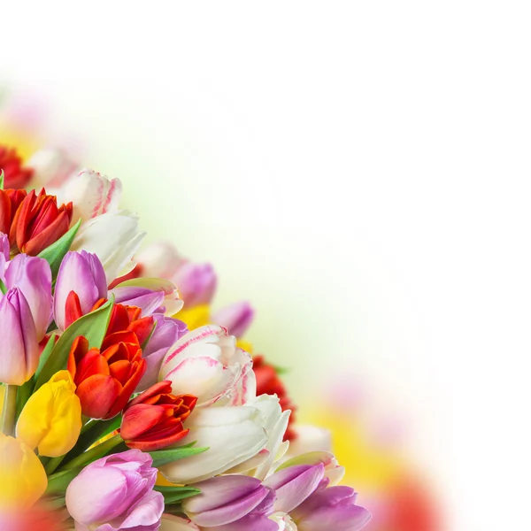 Tulipany na nieostre tło zielony — Zdjęcie stockowe