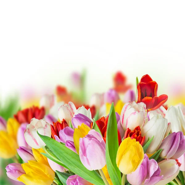 Tulips over blurred green background — Stock Photo, Image
