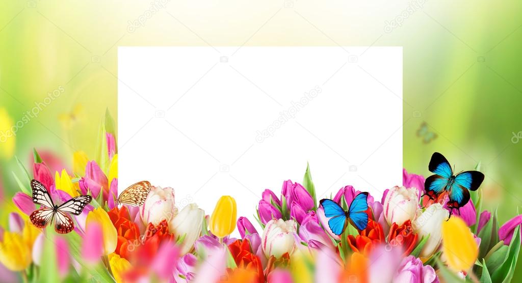 tulips with white blank paper