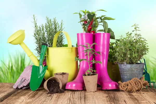 Outdoor gardening tools and herbs — Stock Photo, Image