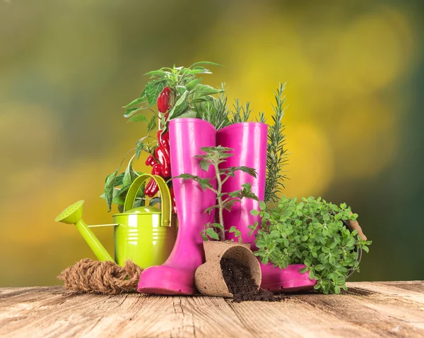 Outdoor gardening tools and herbs — Stock Photo, Image