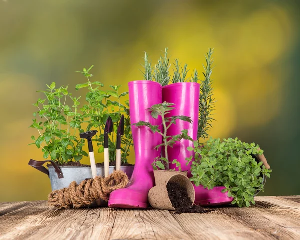 Gartengeräte und Kräuter im Freien — Stockfoto