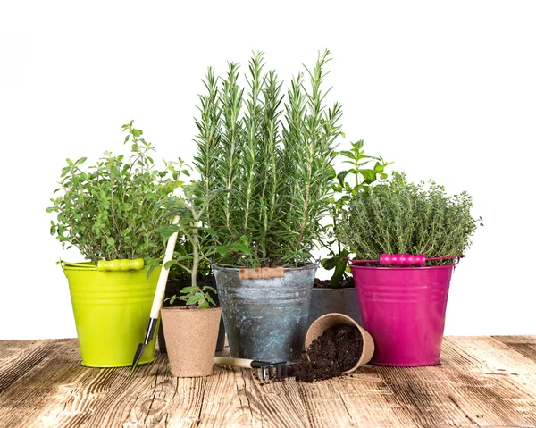 Outdoor gardening tools and herbs — Stock Photo, Image