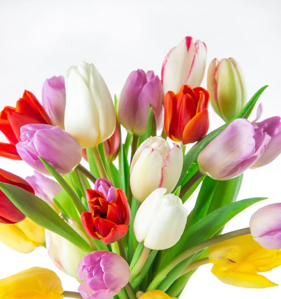 Tulips over white background — Stock Photo, Image