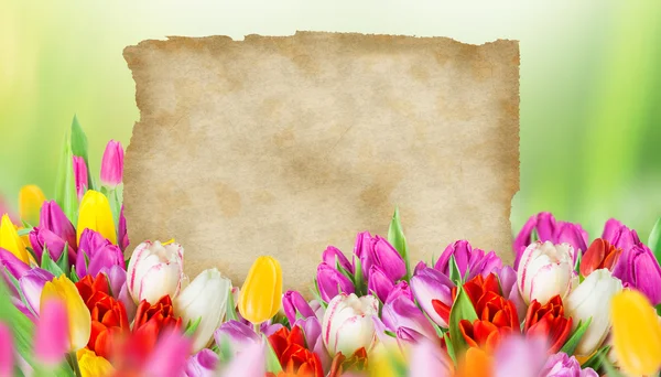 Tulpen mit altem Blankopapier — Stockfoto