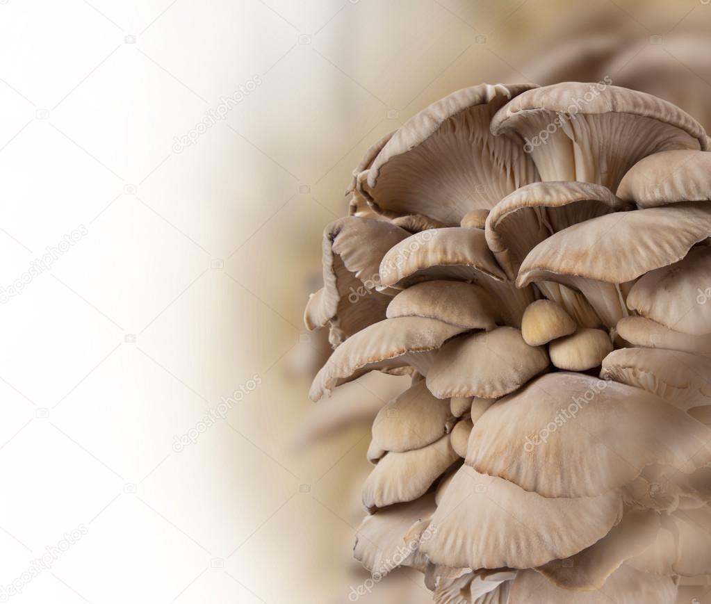 Oyster mushrooms, close-up.