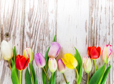 güzel Lale arka plan