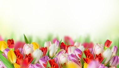 beyaz zemin üzerine lale