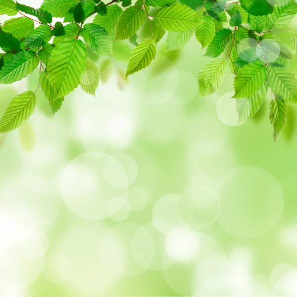 Natuur achtergrond met groene bladeren — Stockfoto