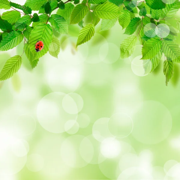 Nature background with green leaves — Stock Photo, Image