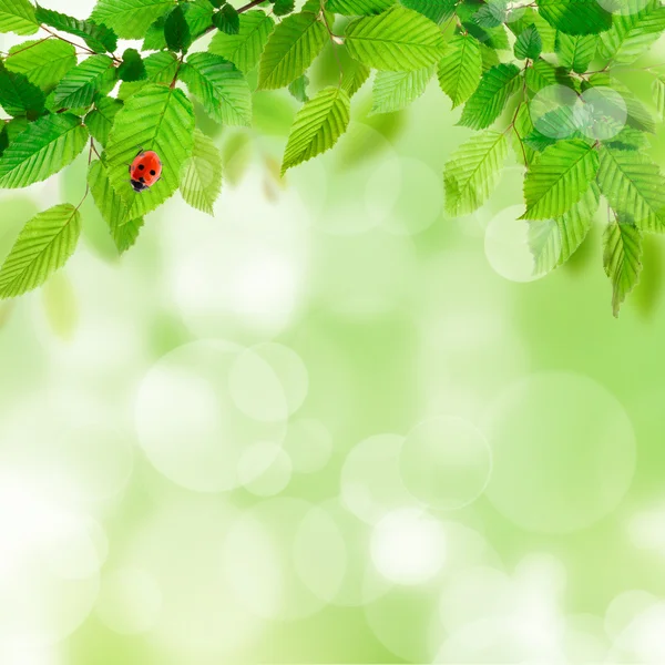 Natureza fundo com folhas verdes — Fotografia de Stock