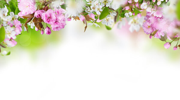 Beautiful spring blossoms background