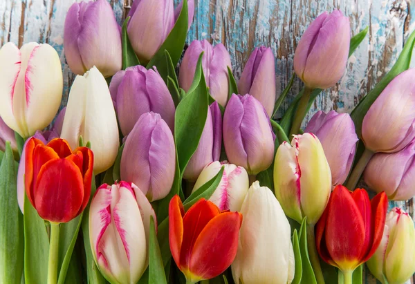 Mooie tulpen achtergrond — Stockfoto