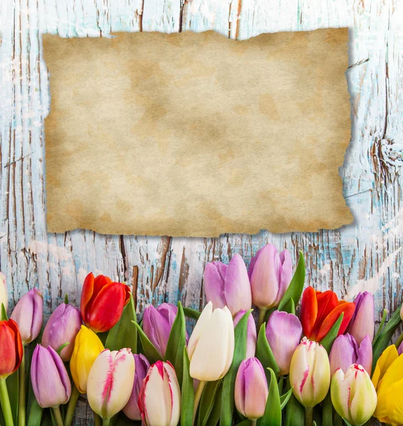 Tulips over blurred green background — Stock Photo, Image
