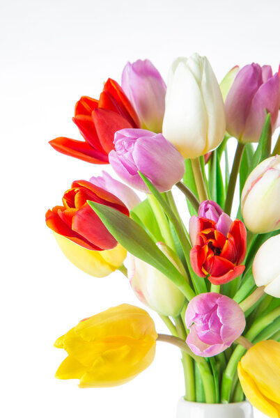 tulips over white background