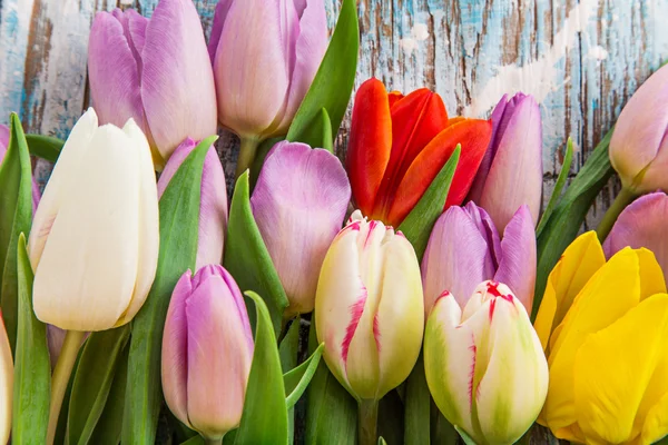 Beautiful tulips background — Stock Photo, Image