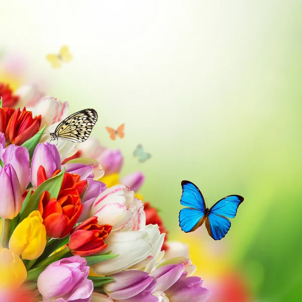 Indah karangan bunga tulip. — Stok Foto