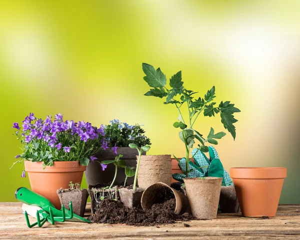 Buiten tuingereedschap en planten. — Stockfoto