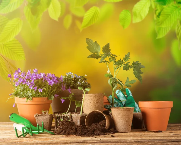 Ferramentas e plantas de jardinagem ao ar livre . — Fotografia de Stock