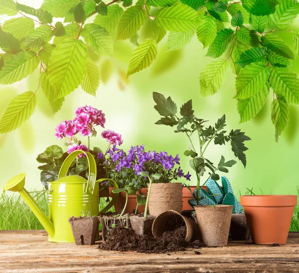 Ferramentas e plantas de jardinagem ao ar livre . — Fotografia de Stock