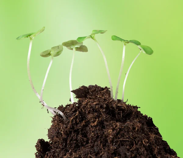 Pequenas plantas em torrão de solo — Fotografia de Stock