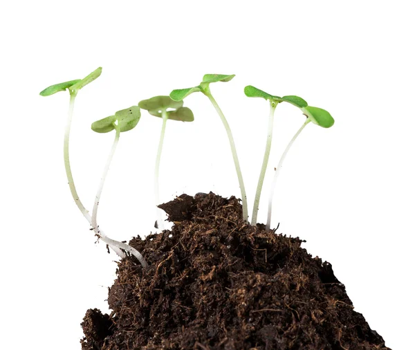 Little plants on clod of soil — Stock Photo, Image