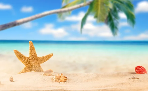 Морська зірка на пляжі . — стокове фото